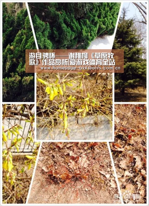 爱游戏官网
